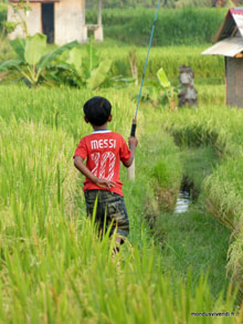 Pêche à la ligne dans les rizières - Ubud - Bali